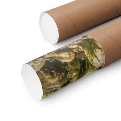 Smallmouth Bass (Micropterus dolomieu) Along the Rocky Riverbed — Matte Horizontal Wall Art for Anglers