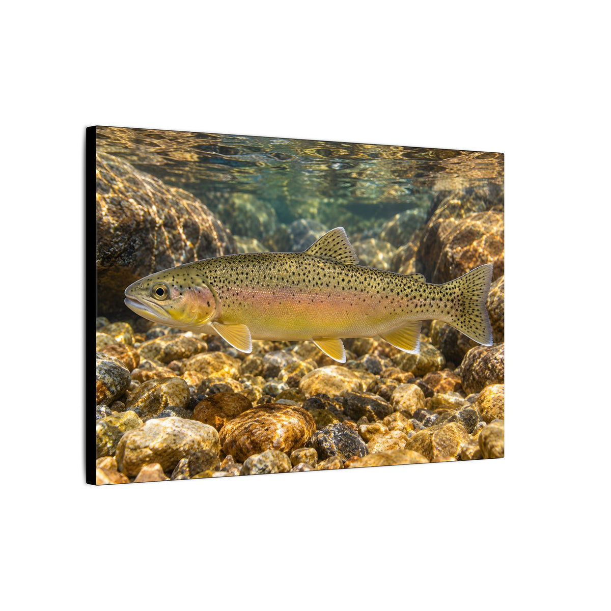 Amber Pebbles Gila Trout canvas wall art, view 4
