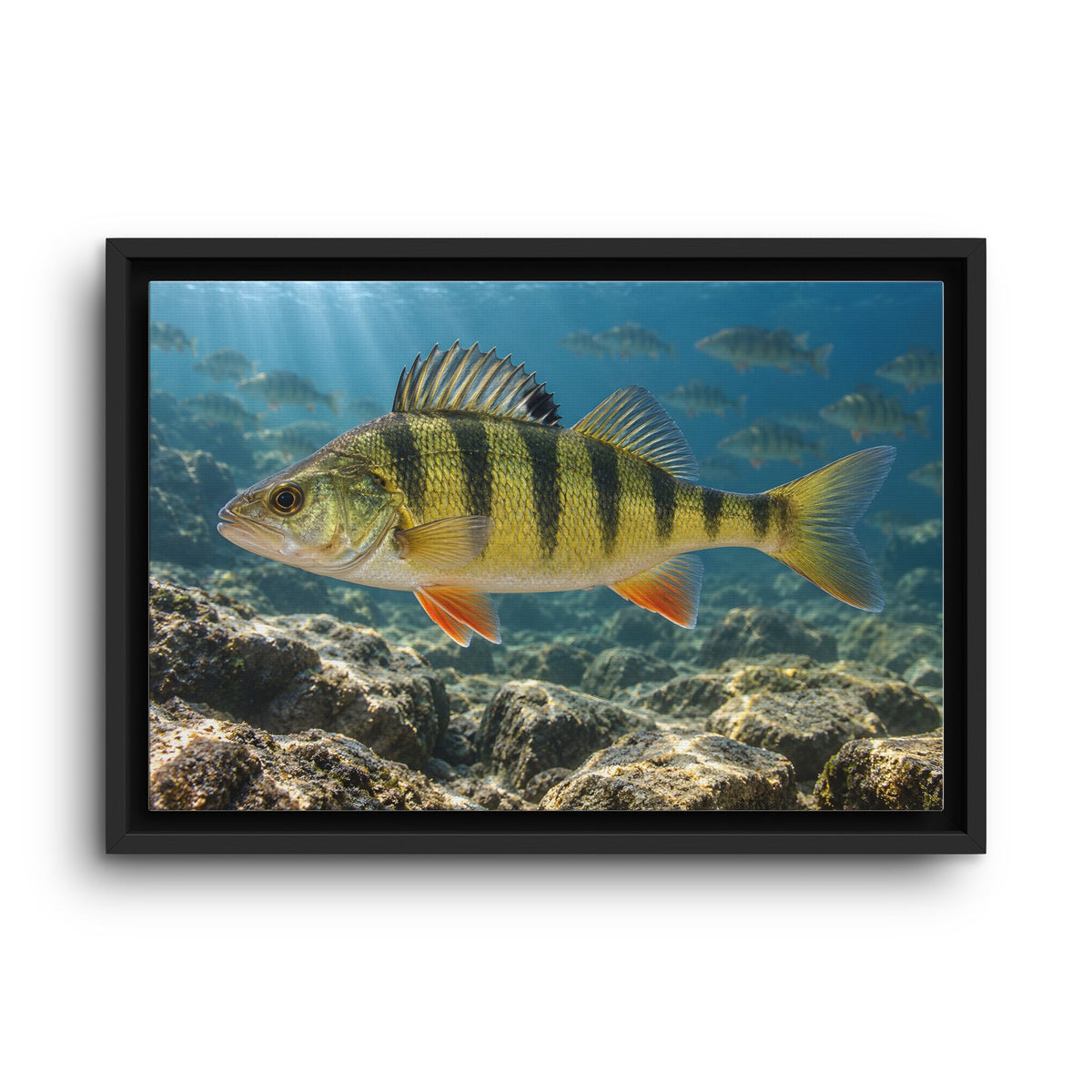 Rocky Reef Yellow Perch framed canvas wall art