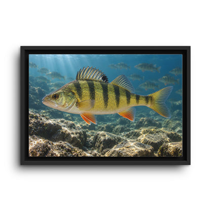Rocky Reef Yellow Perch framed canvas wall art