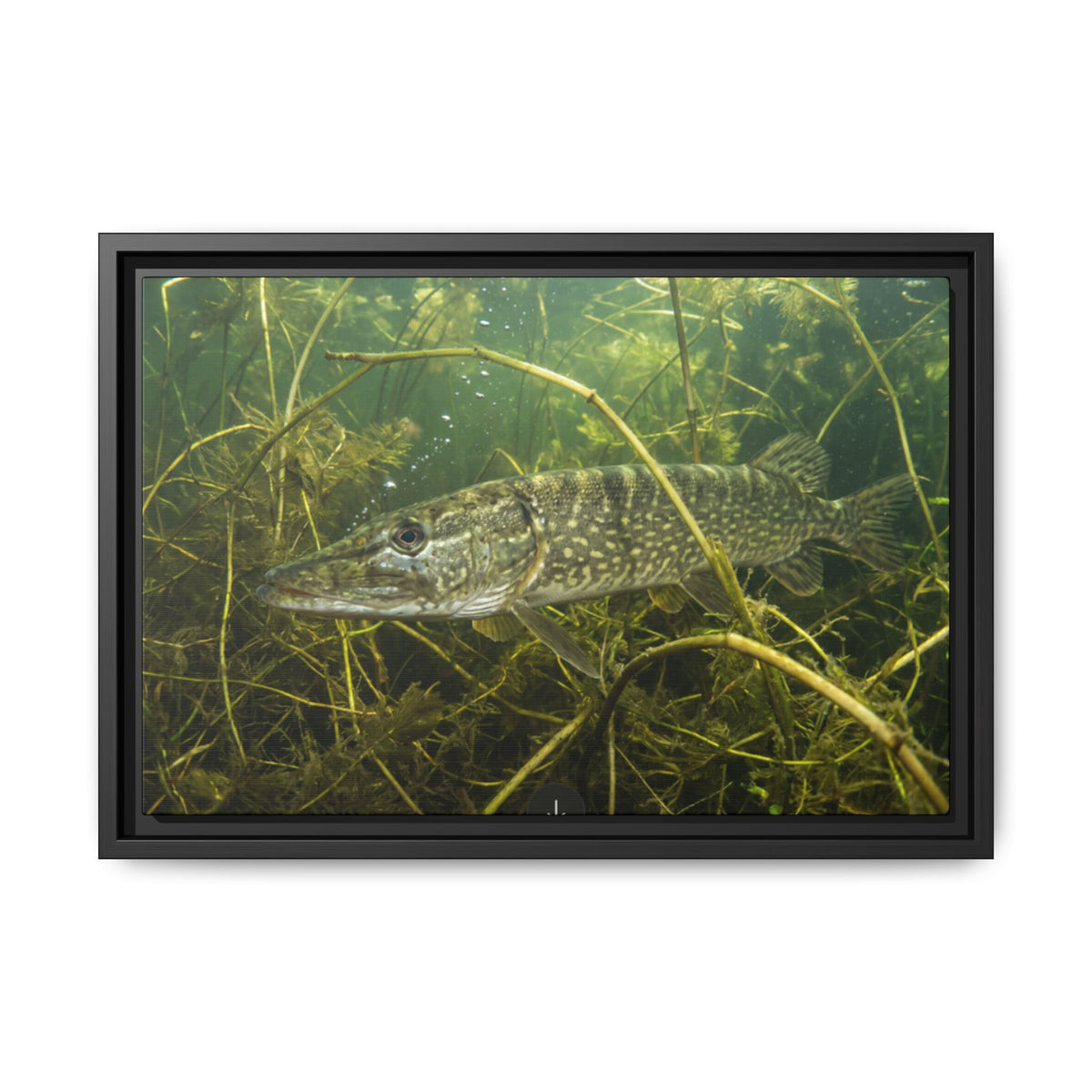 Weed Ambush Northern Pike framed canvas, 24x16 size view