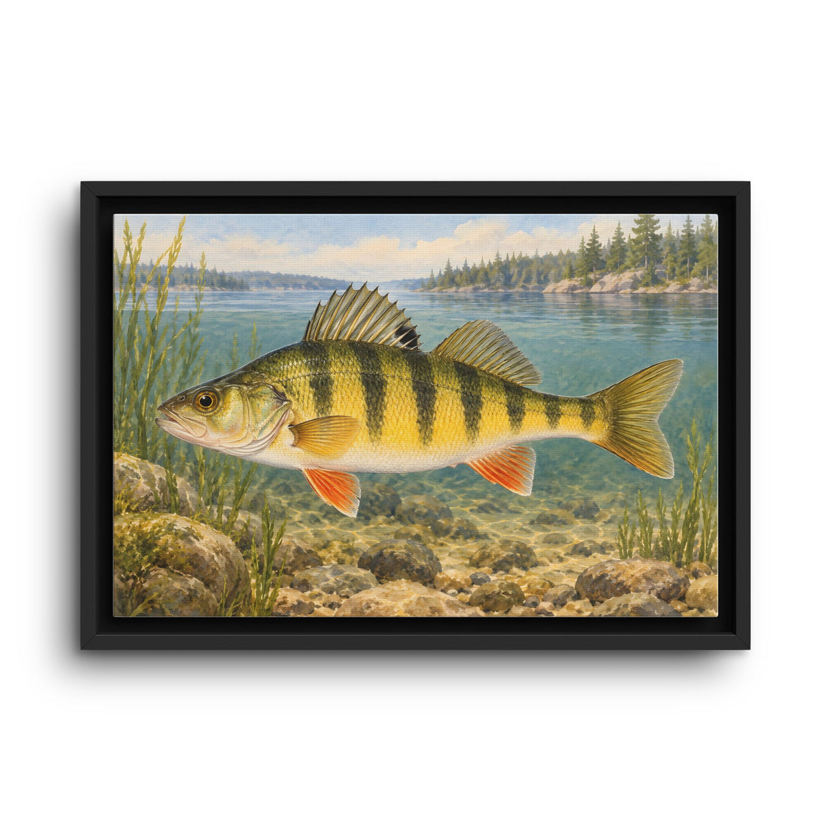 Field Guide Yellow Perch framed canvas wall art