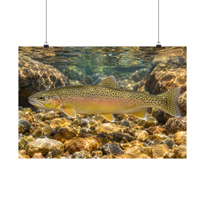 Amber Pebbles Gila Trout poster wall art