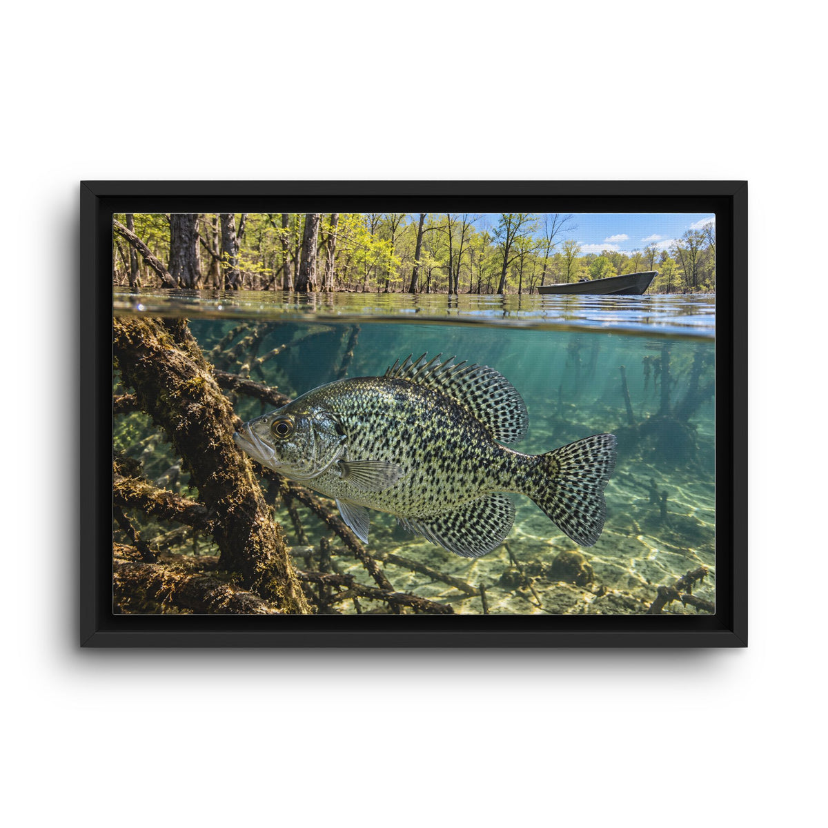 Spring Shoreline Crappie framed canvas wall art