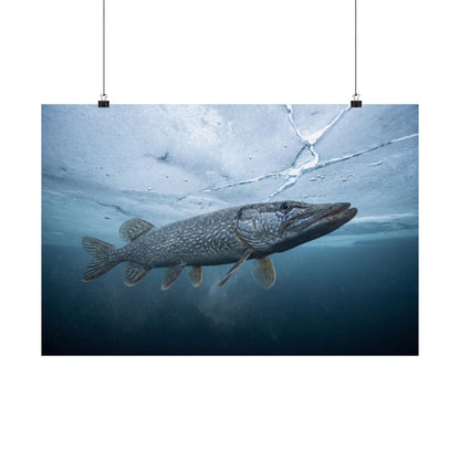 Northern Pike Ice-Out Strike Poster — Cold-Water Matte Wall Art for Anglers