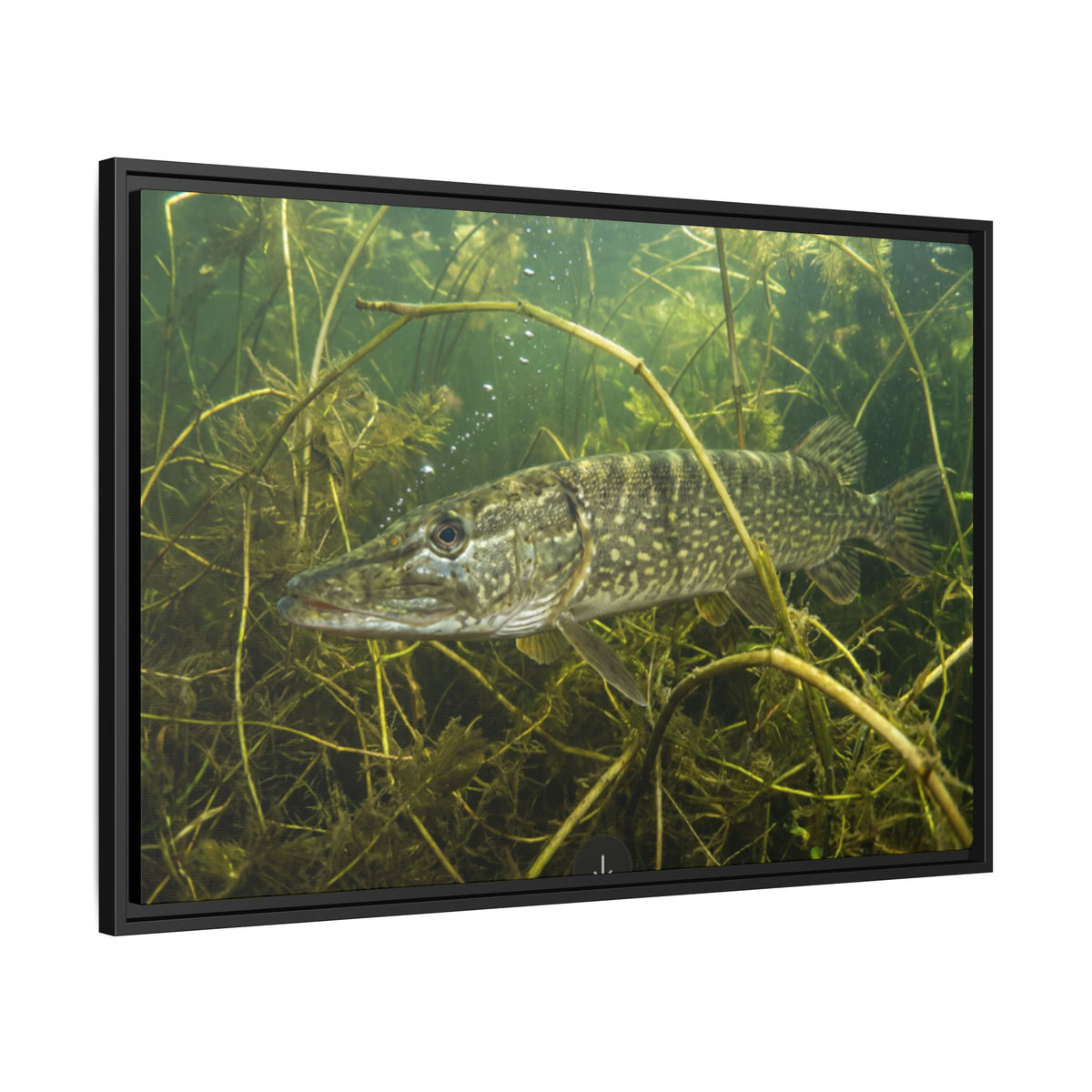 Weed Ambush Northern Pike framed canvas side angle