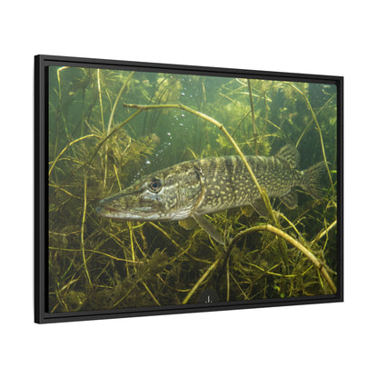 Weed Ambush Northern Pike framed canvas side angle