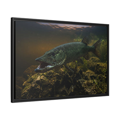 Mouth Open Dusk Sky Muskie framed canvas side angle