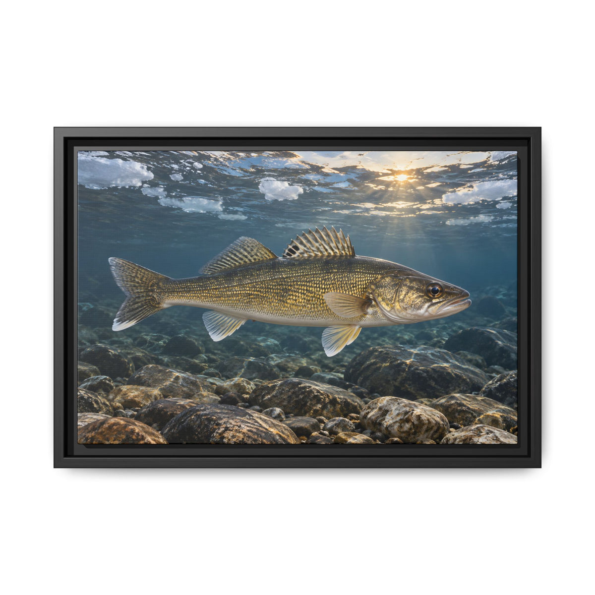 Ice-Out Spawning Run Walleye framed canvas, 24x16 size view