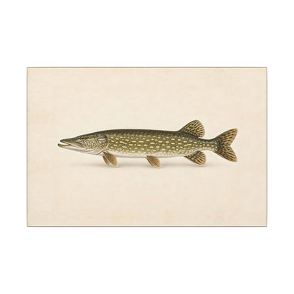 Northern Pike Field Study canvas, 24x16 size view