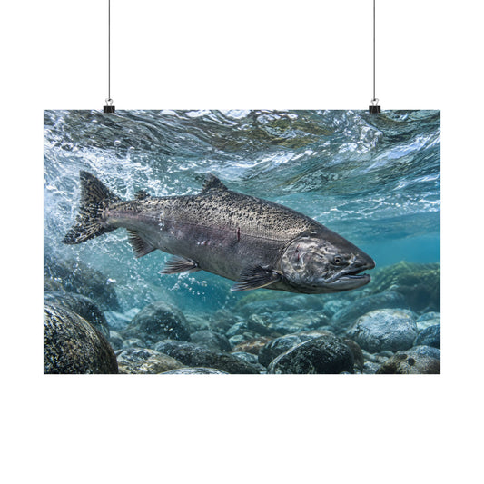 Leap of the King Chinook Salmon poster wall art