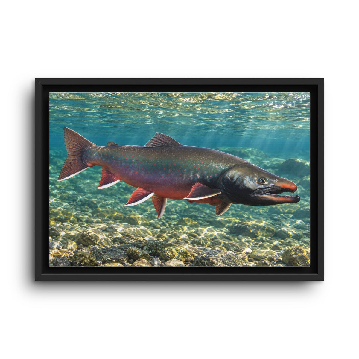 Trophy Alaskan Waters Dolly Varden framed canvas wall art