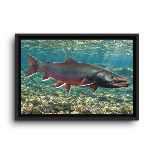 Trophy Alaskan Waters Dolly Varden framed canvas wall art