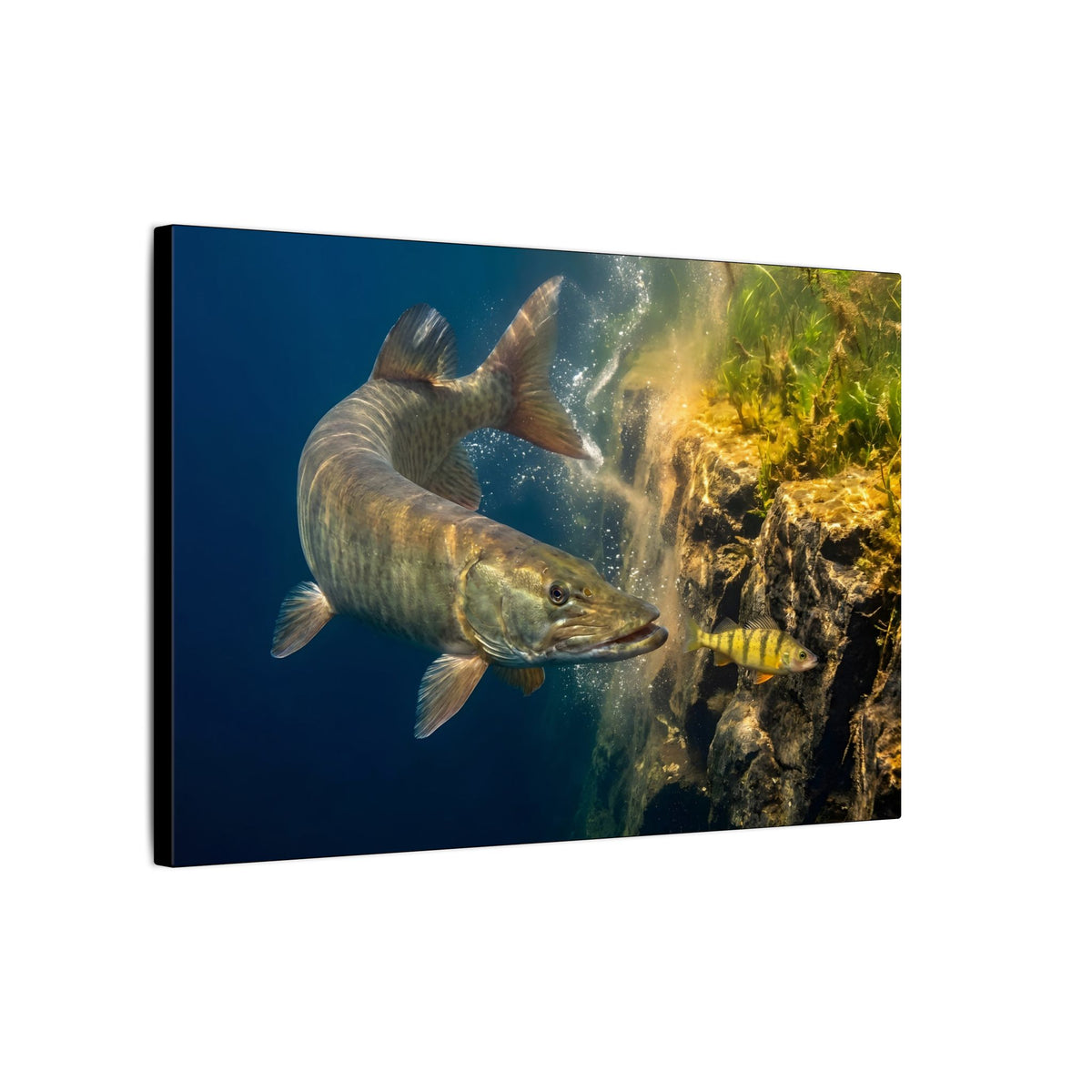 Muskie Drop-Off Chase canvas side angle