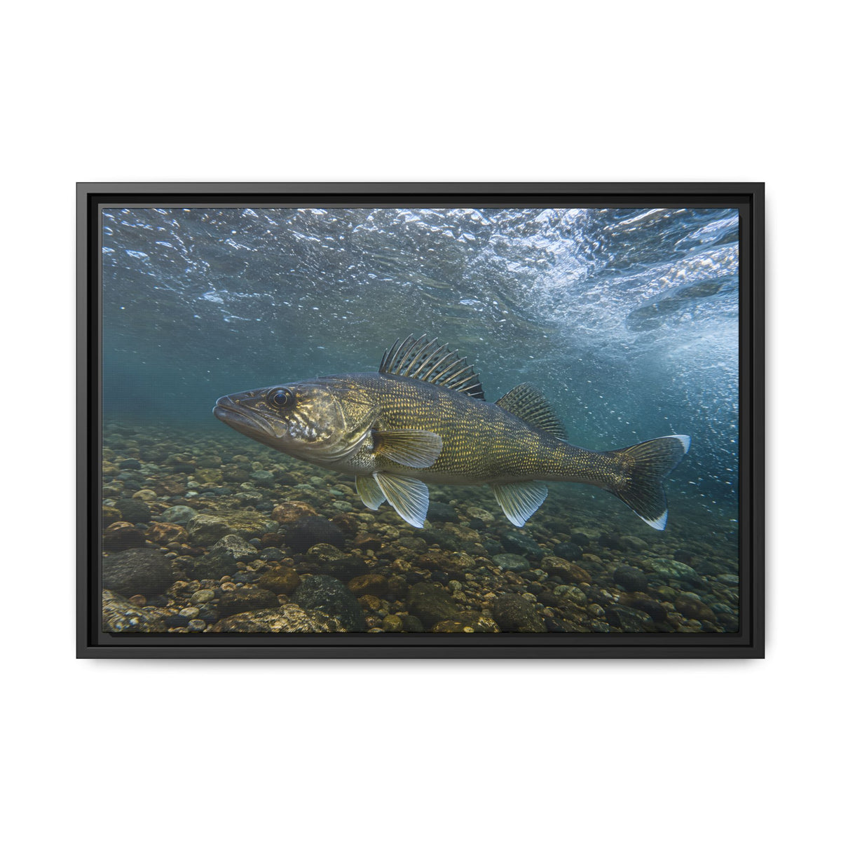 Cobbled Shallows Walleye framed canvas, 36x24 size view