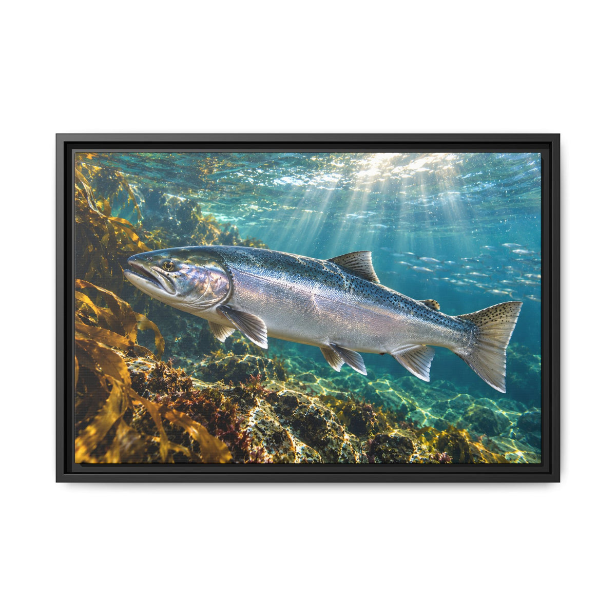 Silver in the Tide Coho Salmon framed canvas, 24x16 size view