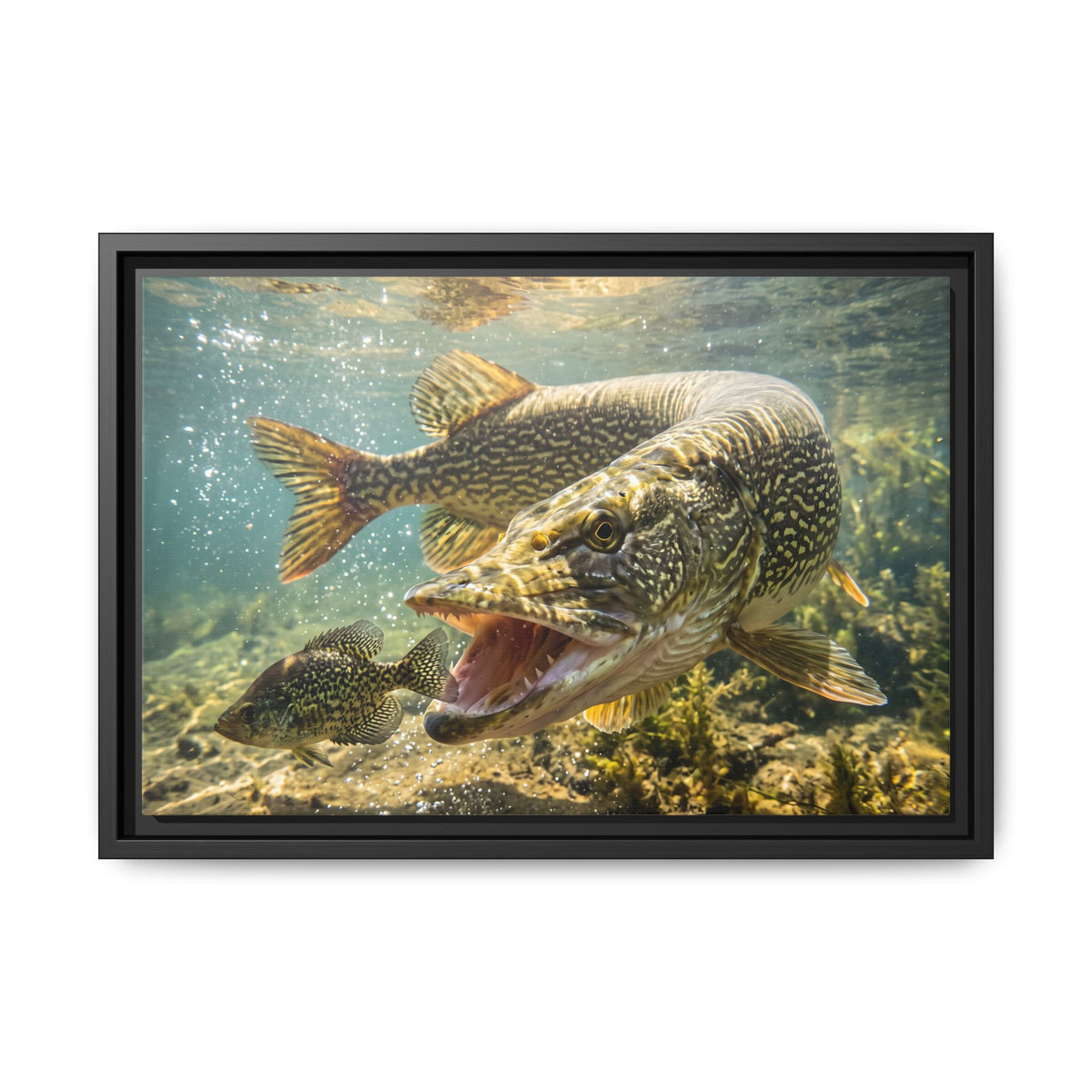 Northern Pike Crappie Chase Framed Canvas — Ready-to-Hang Wall Art for Anglers