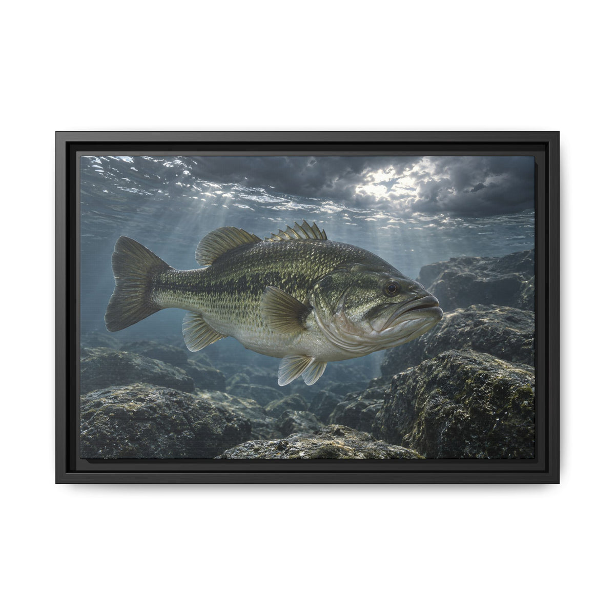 Silver Before the Storm Largemouth Bass framed canvas, 24x16 size view