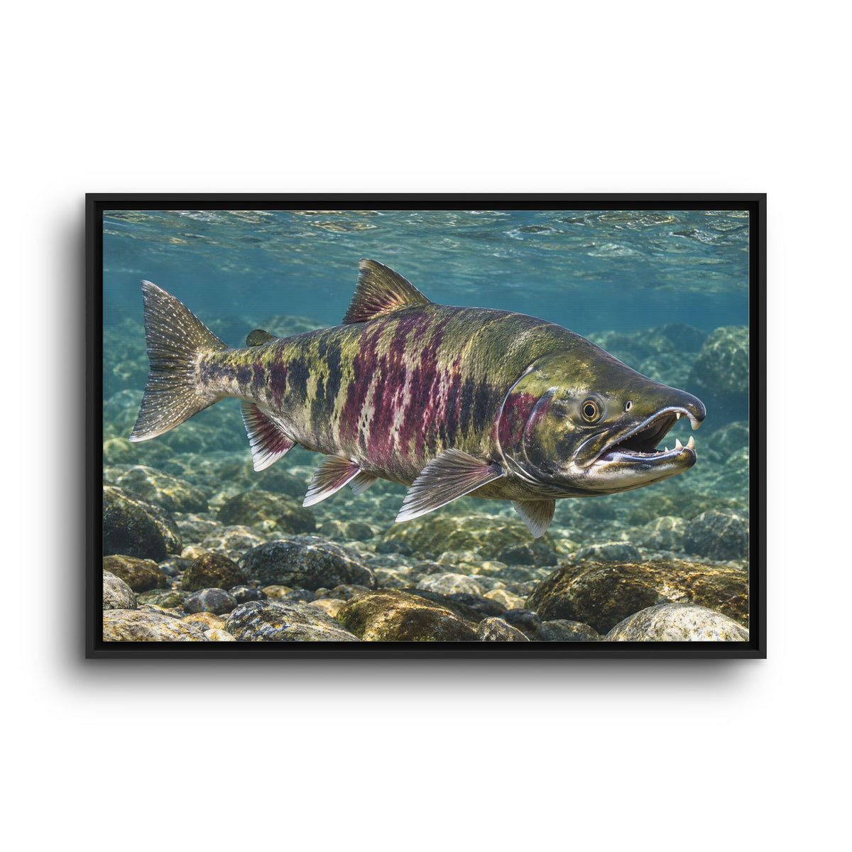 Teeth of the Run Chum Salmon framed canvas wall art, view 3
