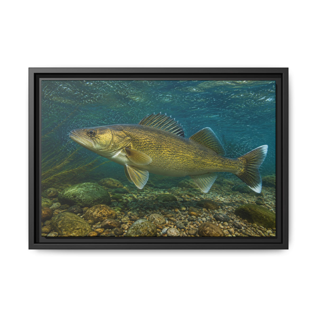 Current Seam Walleye framed canvas, 24x16 size view