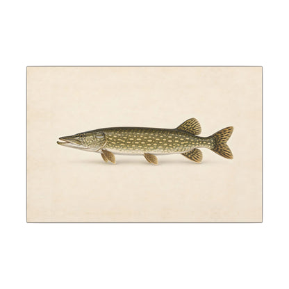 Northern Pike Field Study canvas, 18x12 size view
