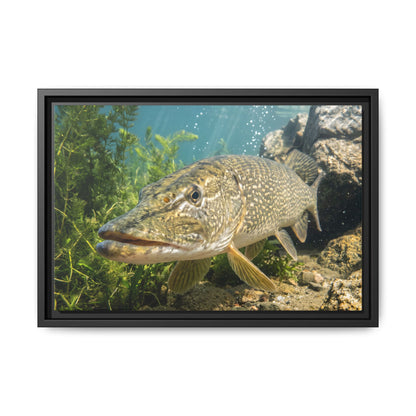 Northern Pike Clear Water Portrait Framed Canvas — Limited Edition Wall Art for Anglers