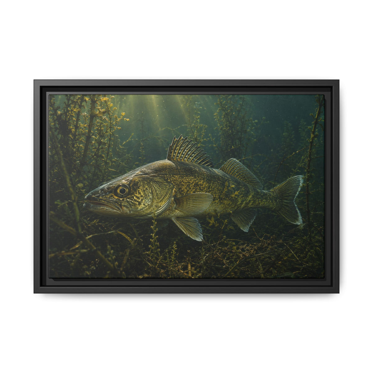 Weed Line Walleye framed canvas, 24x16 size view