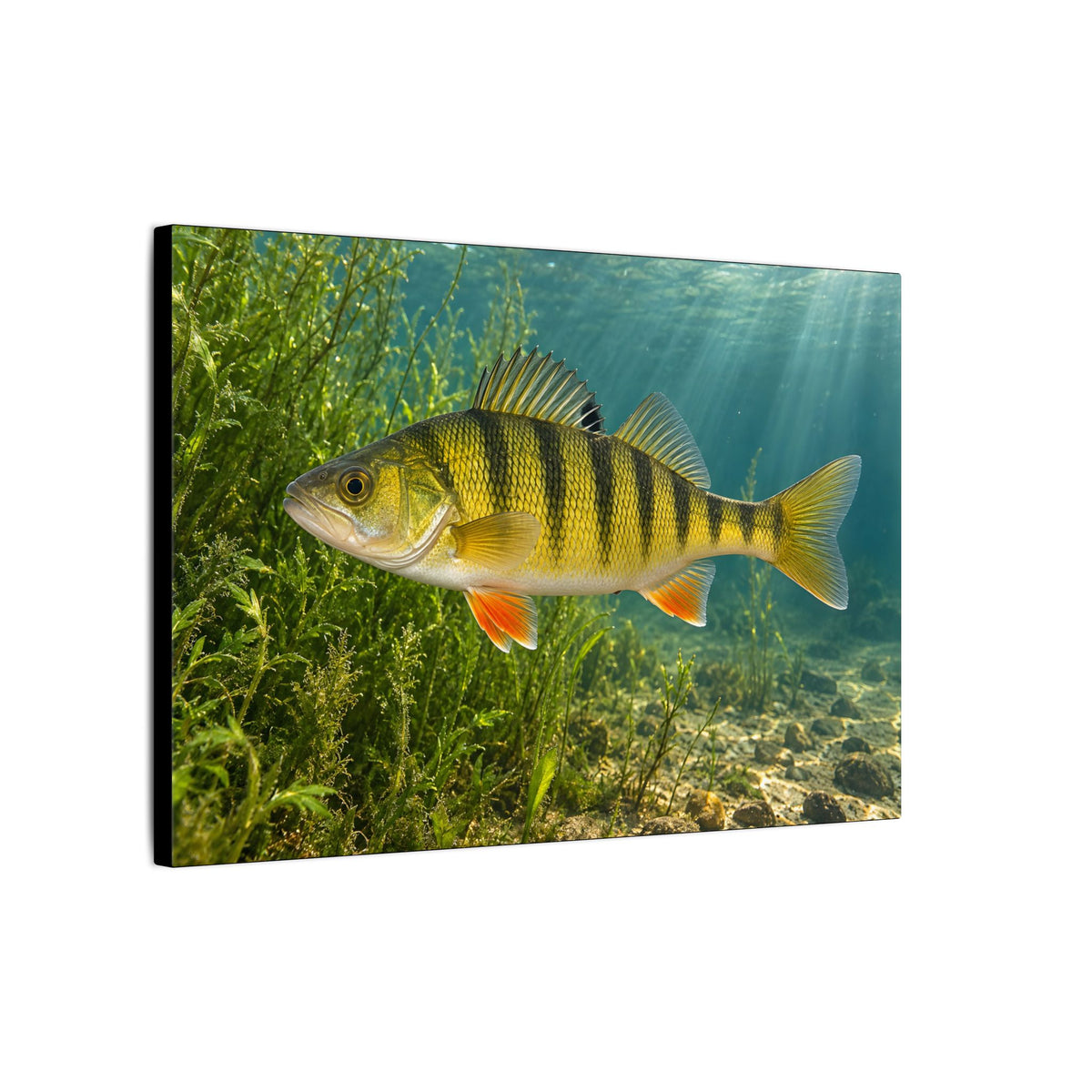 Weedline Yellow Perch canvas wall art, view 4