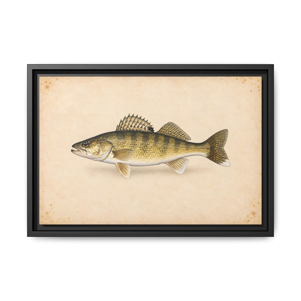 Walleye Field Study framed canvas, 24x16 size view