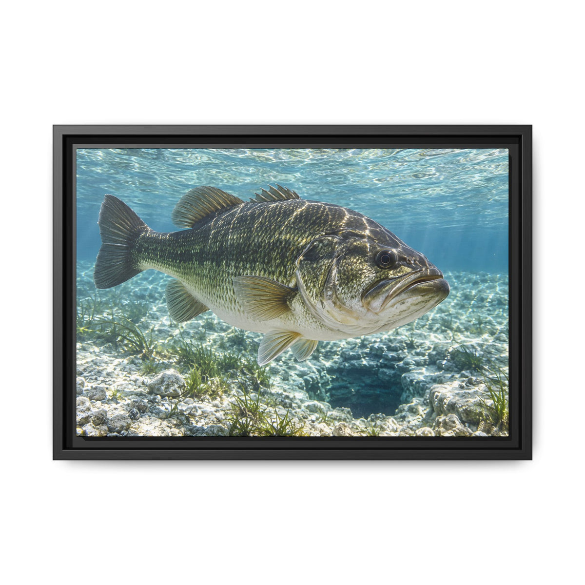 Crystal Spring Passage Largemouth Bass framed canvas, 24x16 size view