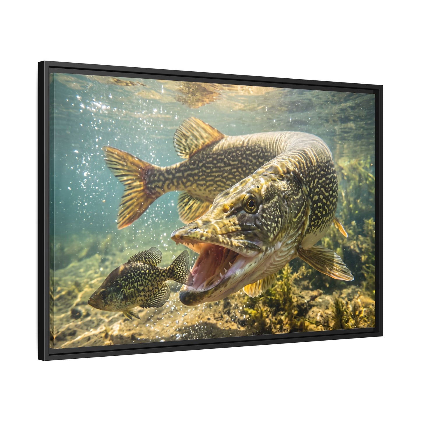 Northern Pike Crappie Chase Framed Canvas — Ready-to-Hang Wall Art for Anglers