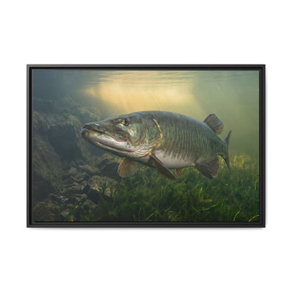 Golden Weed Line Hover Muskie framed canvas, 18x12 size view
