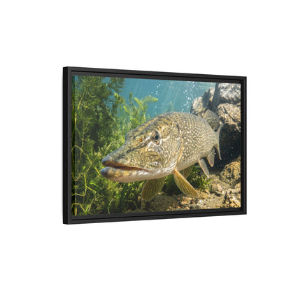 Northern Pike Clear Water Portrait Framed Canvas — Limited Edition Wall Art for Anglers