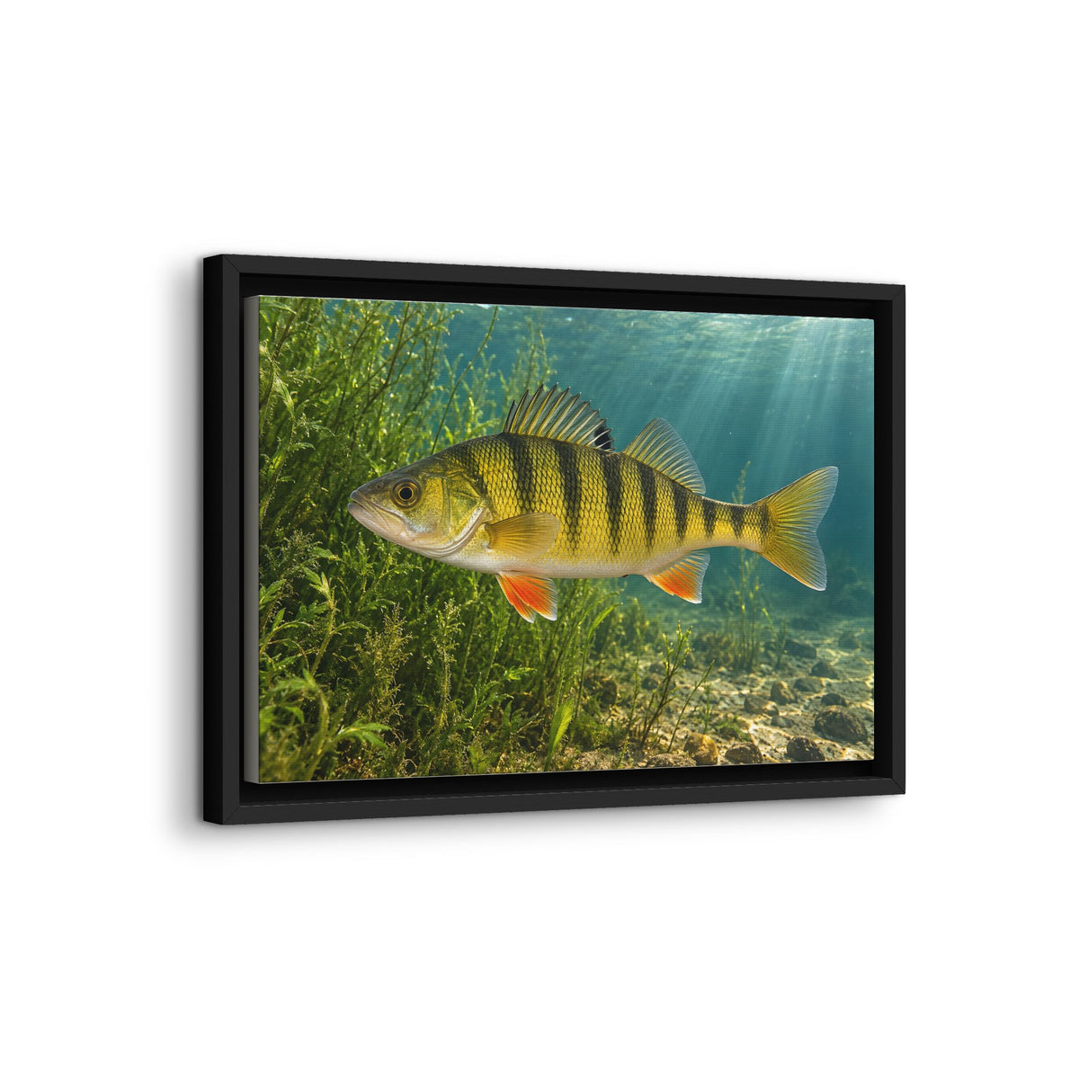 Weedline Yellow Perch framed canvas wall art, view 4