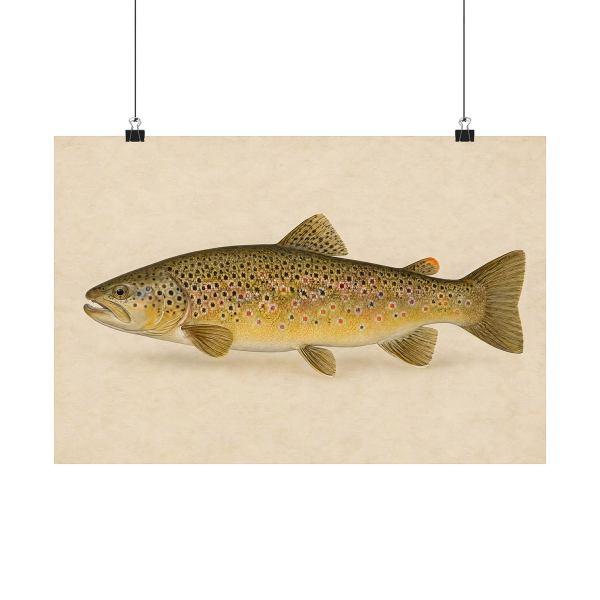 Brown Trout Field Study poster wall art, 24x16 size view