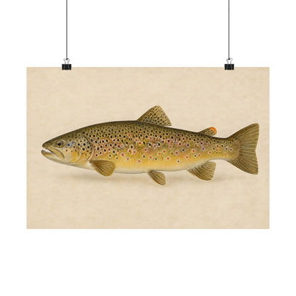 Brown Trout Field Study poster wall art, 24x16 size view