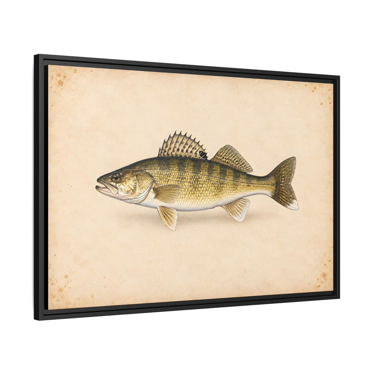 Walleye Field Study framed canvas side angle