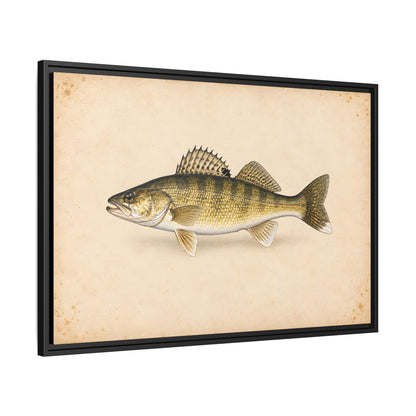 Walleye Field Study framed canvas side angle