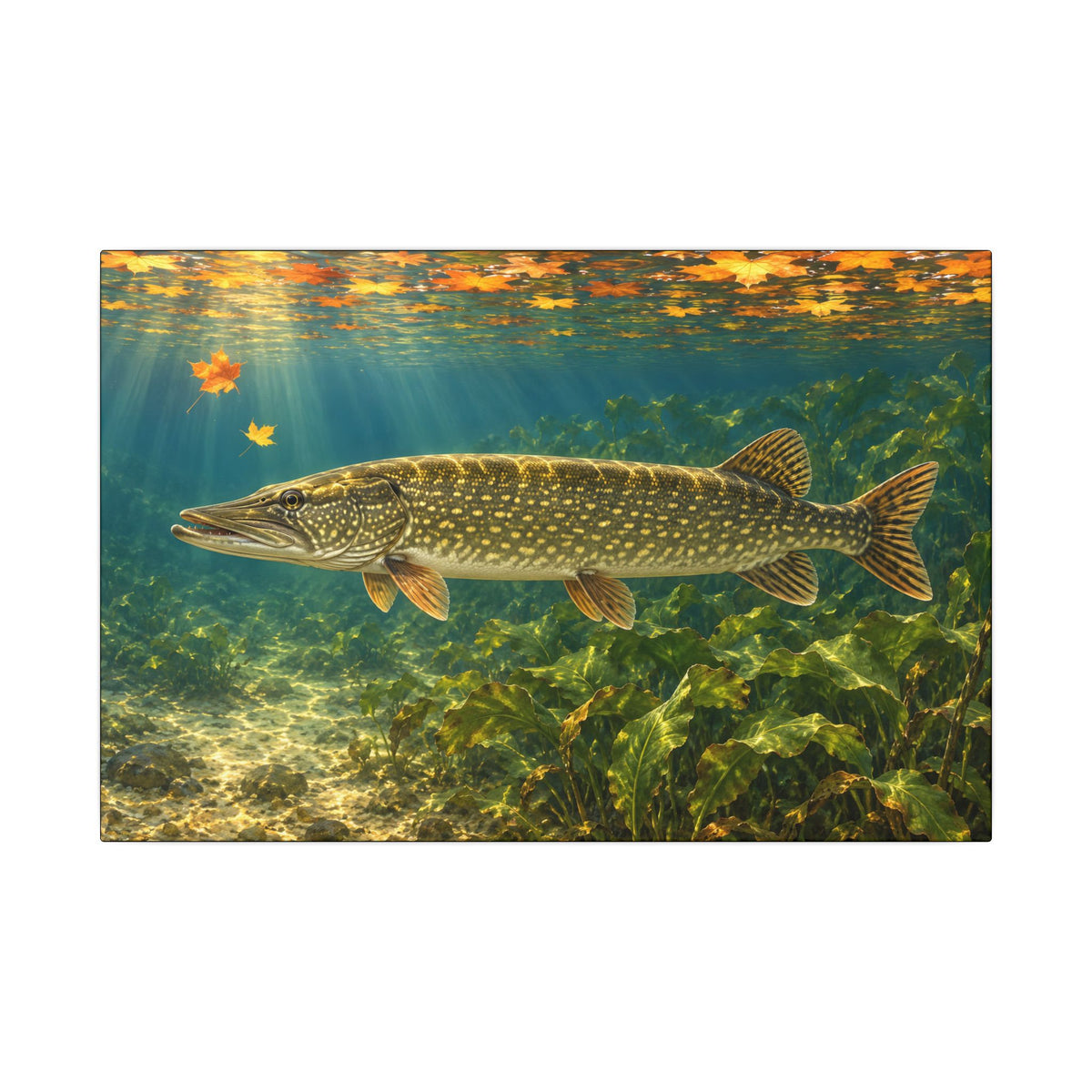 Autumn Cabbage Northern Pike canvas, 18x12 size view