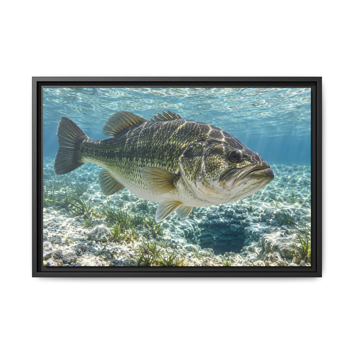 Crystal Spring Passage Largemouth Bass framed canvas, 36x24 size view