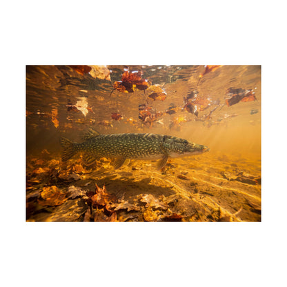 Northern Pike in Autumn Shallows Poster — Amber-Toned Matte Wall Art for Anglers