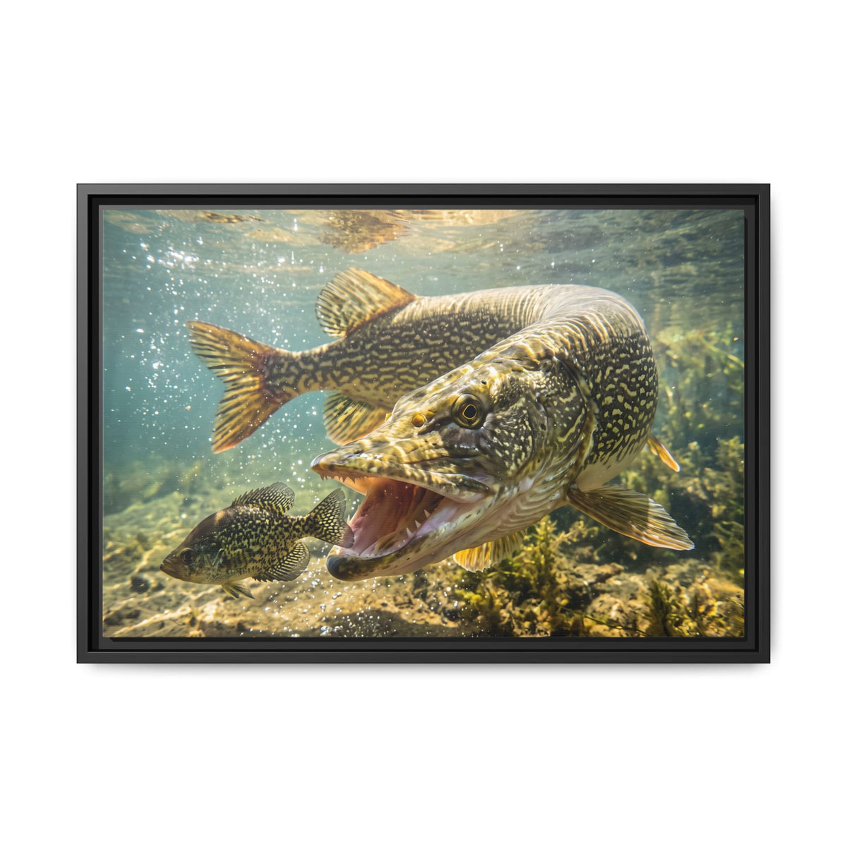 Northern Pike Crappie Chase Framed Canvas — Ready-to-Hang Wall Art for Anglers