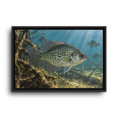 Brush Pile Crappie framed canvas wall art, view 2