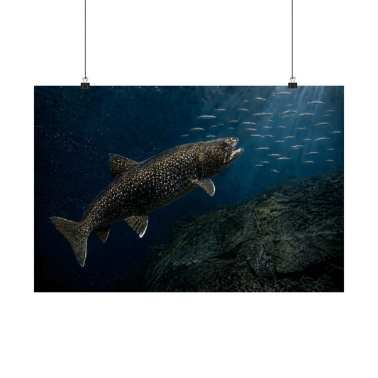 Lake Trout Cisco Ambush Poster — Predator Matte Wall Art for Anglers