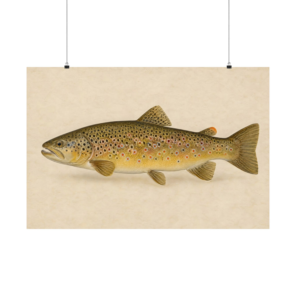 Brown Trout Field Study poster wall art, 36x24 size view