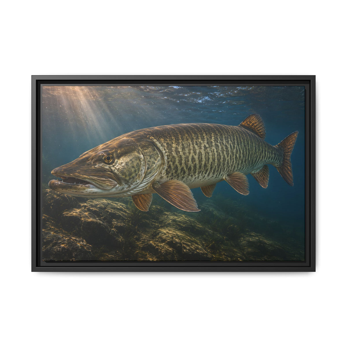 Toothy Close-Up Backlit Muskie framed canvas, 36x24 size view
