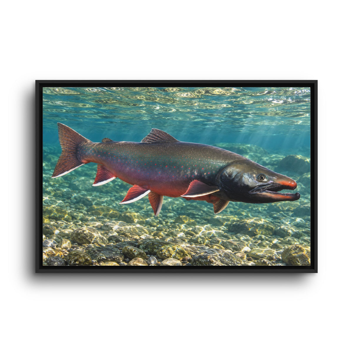 Trophy Alaskan Waters Dolly Varden framed canvas wall art, view 3