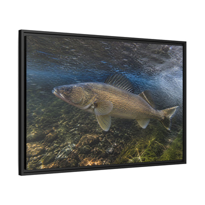 River Bend Walleye framed canvas side angle
