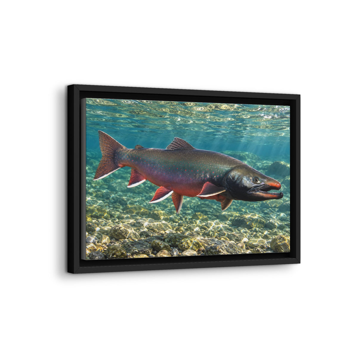 Trophy Alaskan Waters Dolly Varden framed canvas wall art, view 4