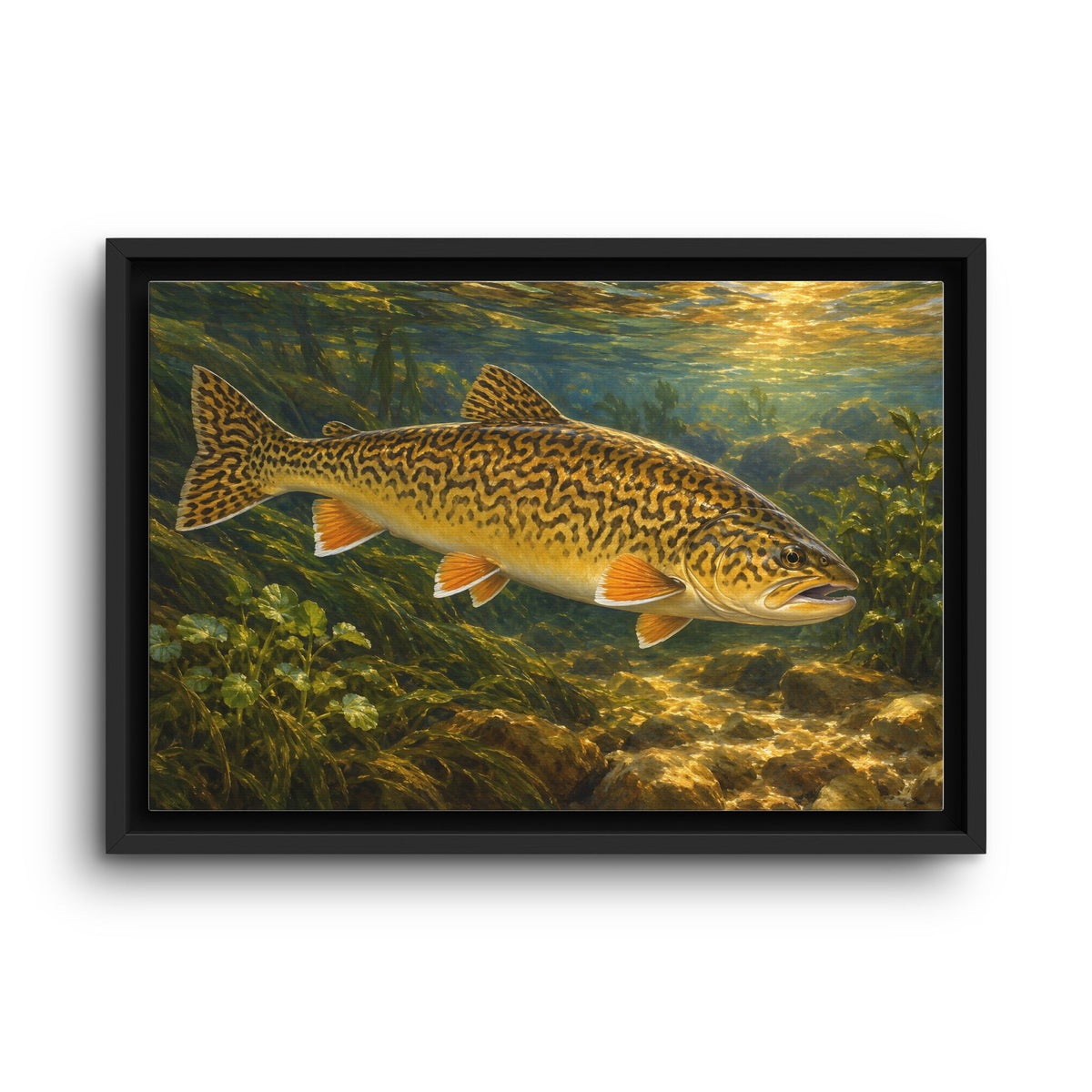 Golden Hour Watercress Tiger Trout framed canvas wall art